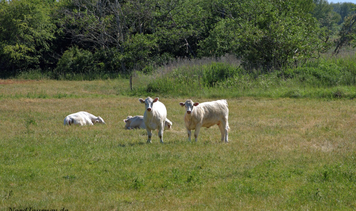 Vier weiße Kühe grasen und ruhen auf einer von Bäumen umgebenen Wiese.