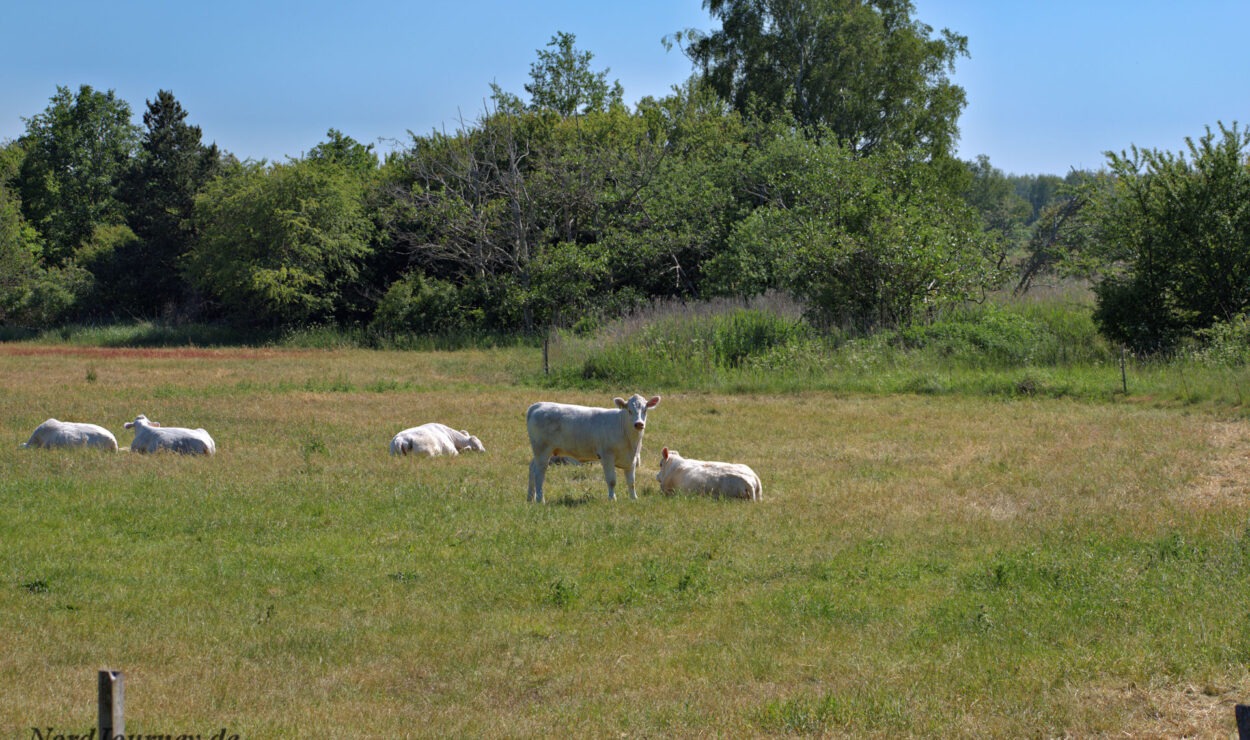 Kühe ruhen und grasen auf einer Wiese mit Bäumen im Hintergrund.