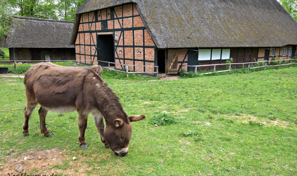 Ein Esel grast auf der Wiese vor einem traditionellen Fachwerkbauernhaus mit Strohdach in ländlicher Umgebung.