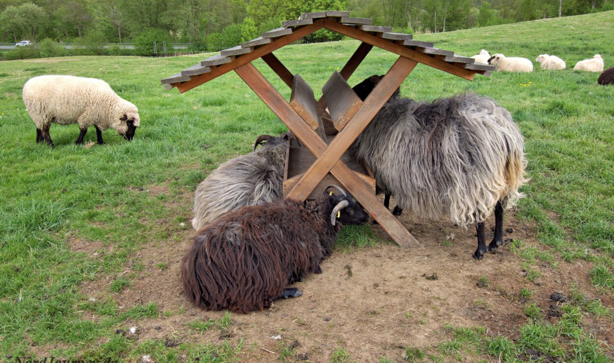 Mehrere Schafe mit langer, zottiger Wolle fressen aus einer hölzernen Futtertränke auf einer Grasweide, im Hintergrund grasen weitere Schafe.