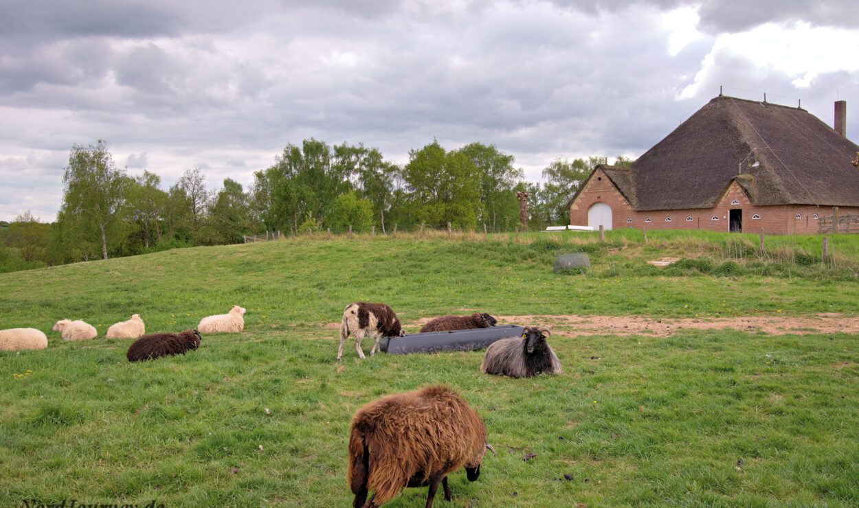 Schafe grasen und ruhen sich unter einem bewölkten Himmel auf einer Wiese in der Nähe einer Scheune mit Strohdach aus.