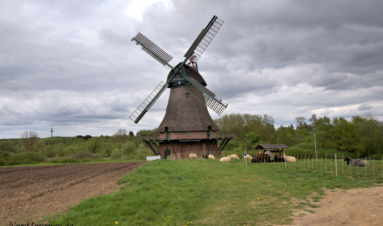 Eine traditionelle Windmühle steht neben einem bestellten Feld und einer Grasfläche, auf der Schafe unter einem bewölkten Himmel grasen.