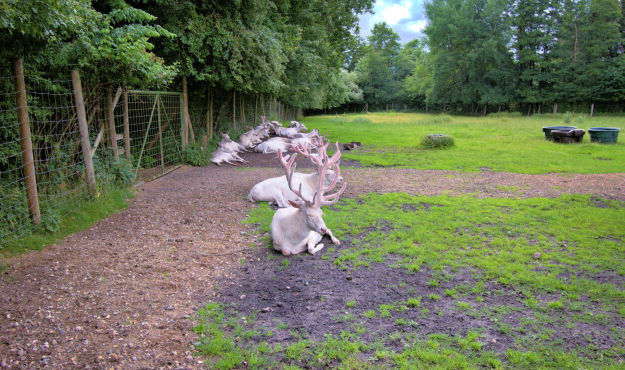 Mehrere Hirsche mit großen Geweihen ruhen auf dem Boden in der Nähe eines Zauns in einem grasbewachsenen, baumbestandenen Gehege.