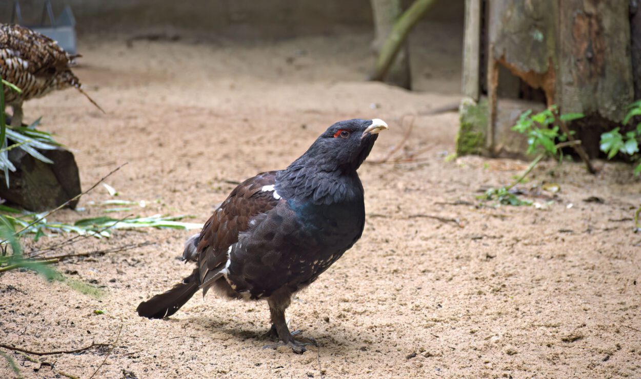 Ein dunkel gefiederter Vogel mit einem großen Schnabel steht auf sandigem Boden in der Nähe einiger Pflanzen und Holzstämme.