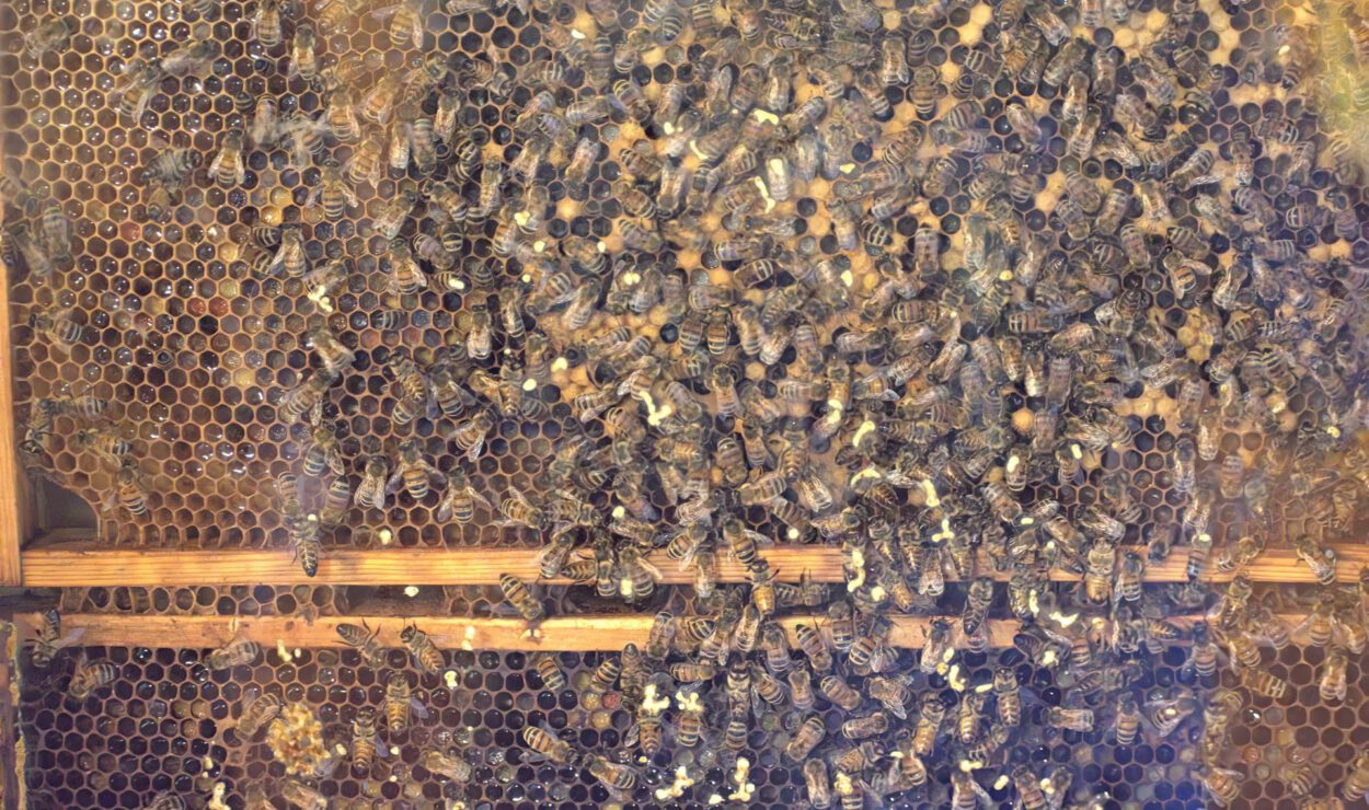 Eine Nahaufnahme zahlreicher Bienen, die sich auf einem Wabenrahmen in einem Bienenstock tummeln.