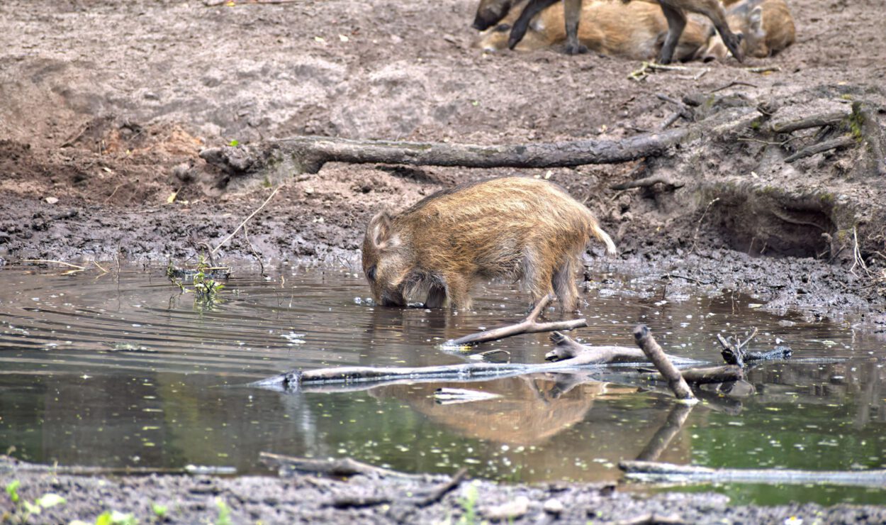 Ein Wildschwein trinkt aus einem schlammigen Teich, während im Hintergrund andere Wildschweine auf dem Boden ruhen.