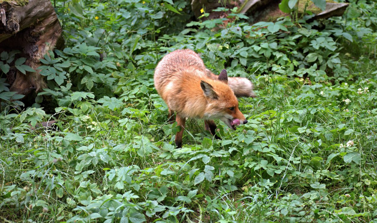 Ein Rotfuchs steht im grünen Gestrüpp und leckt sich die Nase, während im Hintergrund ein Teil eines umgestürzten Baumes zu sehen ist.