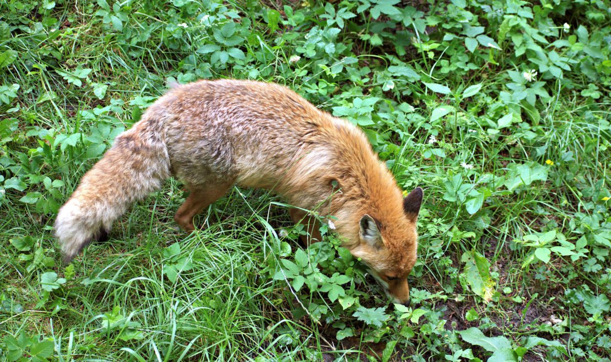 Ein Rotfuchs mit buschigem Schwanz läuft durch die dichte grüne Vegetation und schnüffelt am Boden.