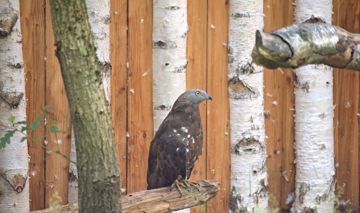 Ein dunkel gefiederter Raubvogel mit gelben Augen hockt auf einem Ast vor Birken und einem Holzzaun.