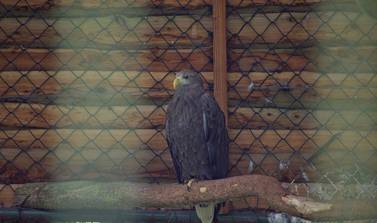 Ein großer brauner Adler sitzt auf einem Ast in einem Gehege mit einem holzgetäfelten Dach und Maschendrahtzaun.