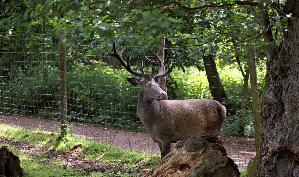 Ein Hirsch mit großem Geweih steht im Gras in der Nähe eines umgestürzten Baumstamms in einem eingezäunten Waldgebiet und schaut zur Seite.