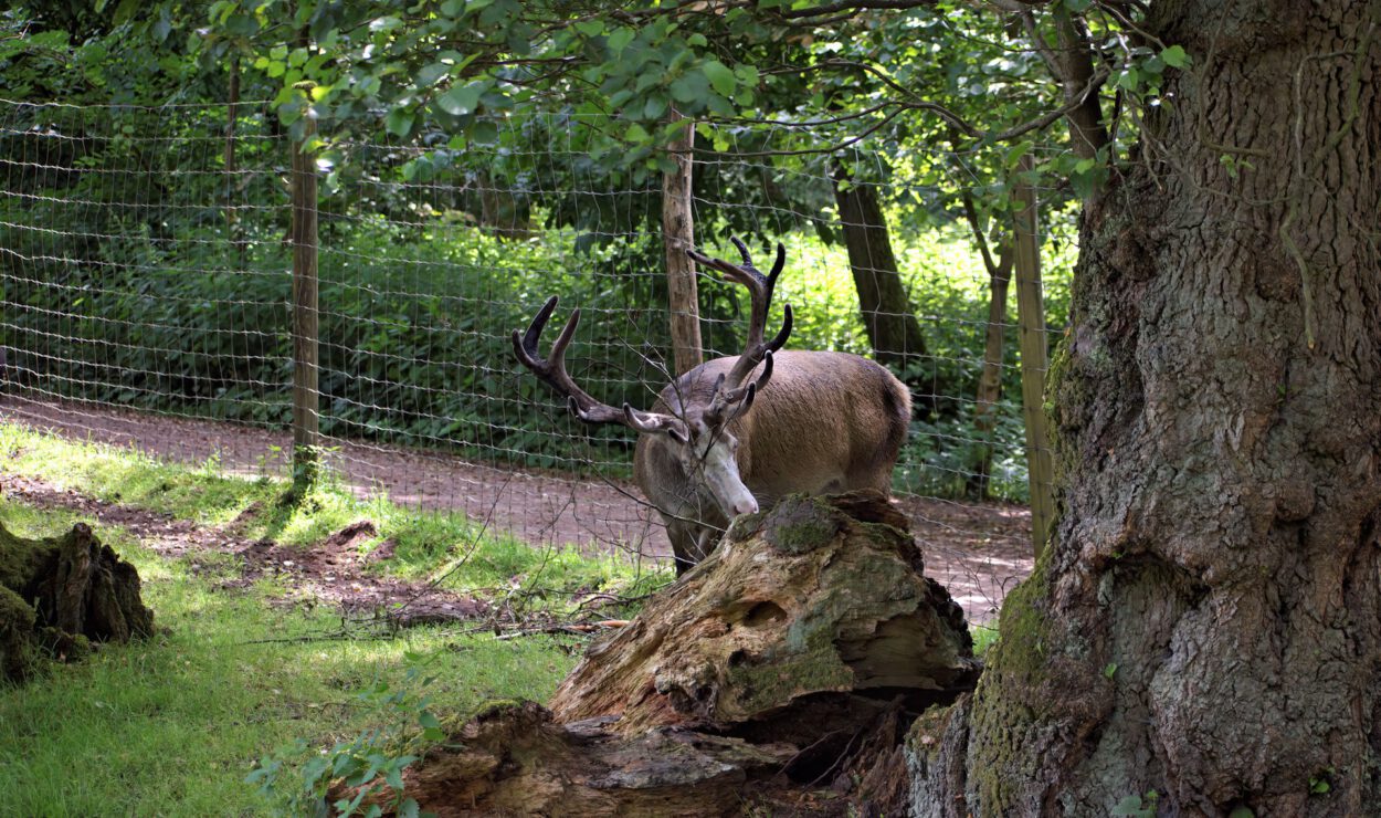 Ein Hirsch mit Geweih steht in der Nähe eines umgestürzten Baumstamms in einem Waldgebiet, mit einem Drahtzaun und einem Feldweg im Hintergrund.