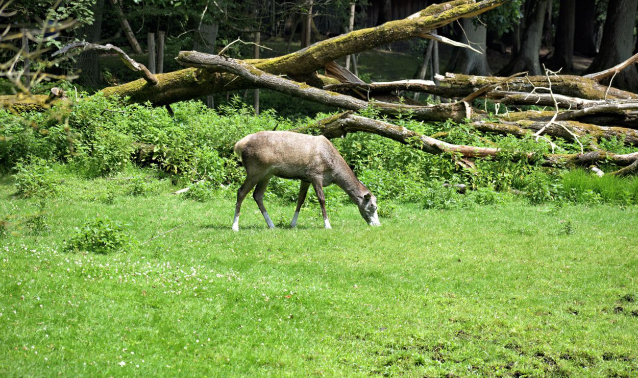 Ein Hirsch grast auf grünem Gras in einem Feld mit umgestürzten Bäumen und dichtem Laub im Hintergrund.