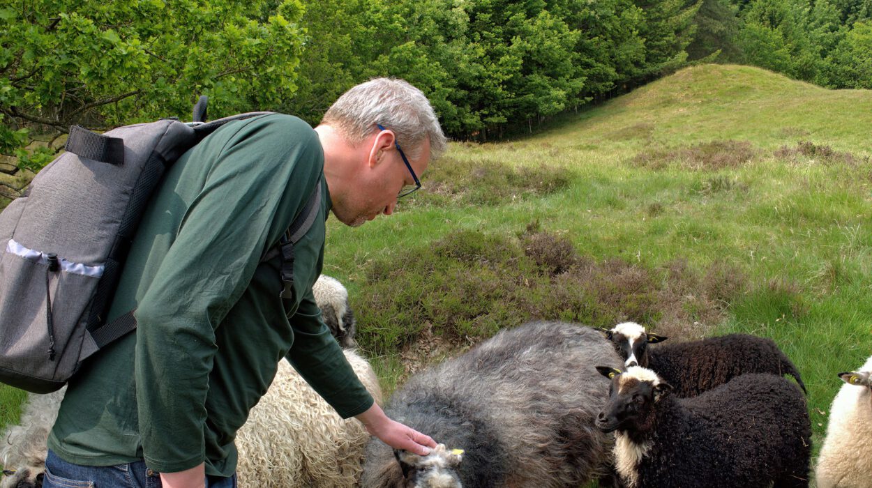 Ein Mann mit Brille und Rucksack streichelt ein schwarzes Schaf in einer grasbewachsenen, bewaldeten Gegend, in der sich mehrere andere Schafe befinden.