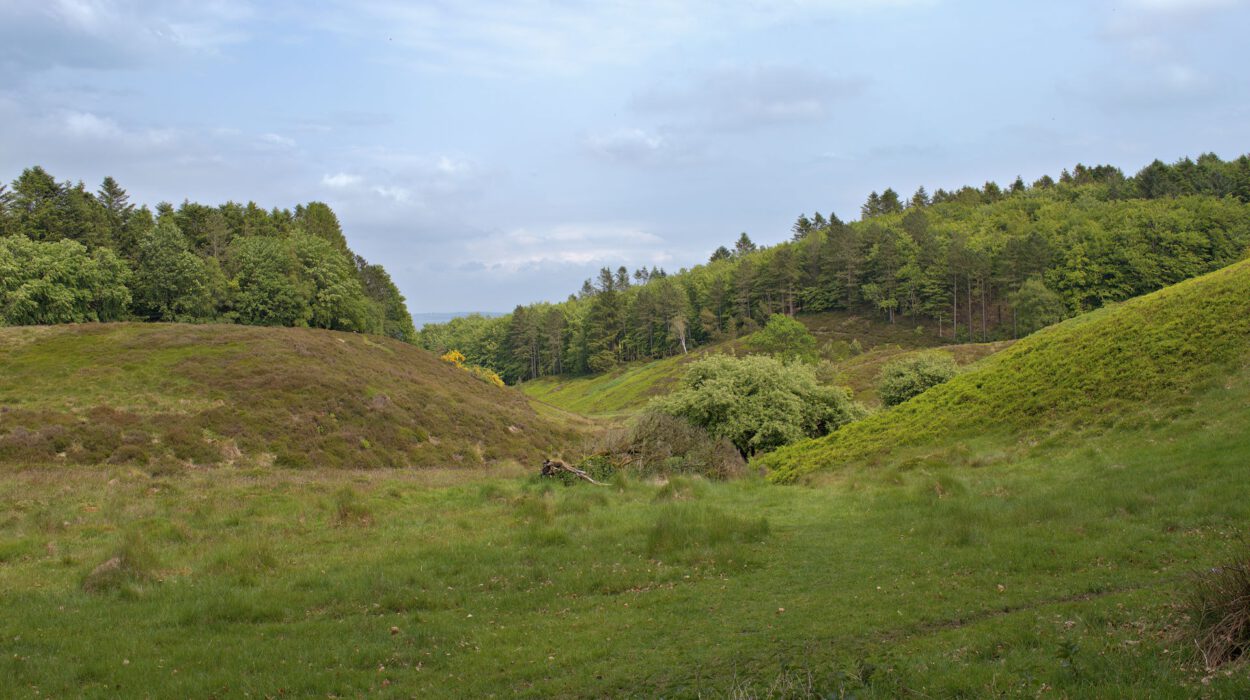 Ein grasbewachsenes Tal mit sanften Hügeln und dichten grünen Bäumen unter einem bewölkten Himmel.