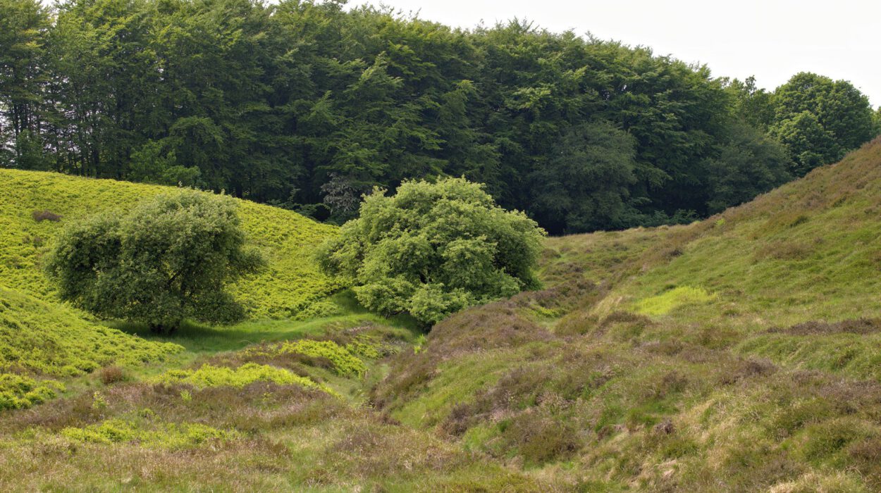 Eine grasbewachsene Landschaft mit sanften Hügeln, verstreuten Büschen und einem dichten Wald im Hintergrund unter einem bedeckten Himmel.