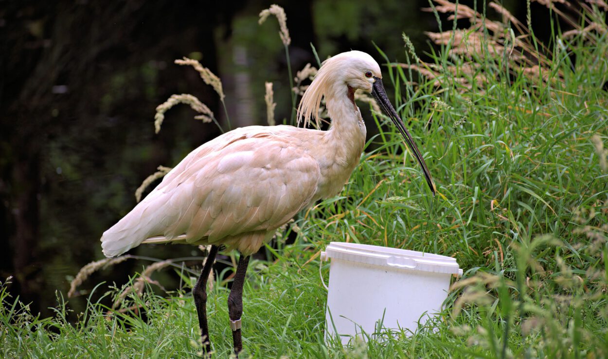 Ein großer weißer Vogel mit einem langen, flachen Schnabel steht im Gras neben einem weißen Plastikbehälter, umgeben von hohen grünen Pflanzen.