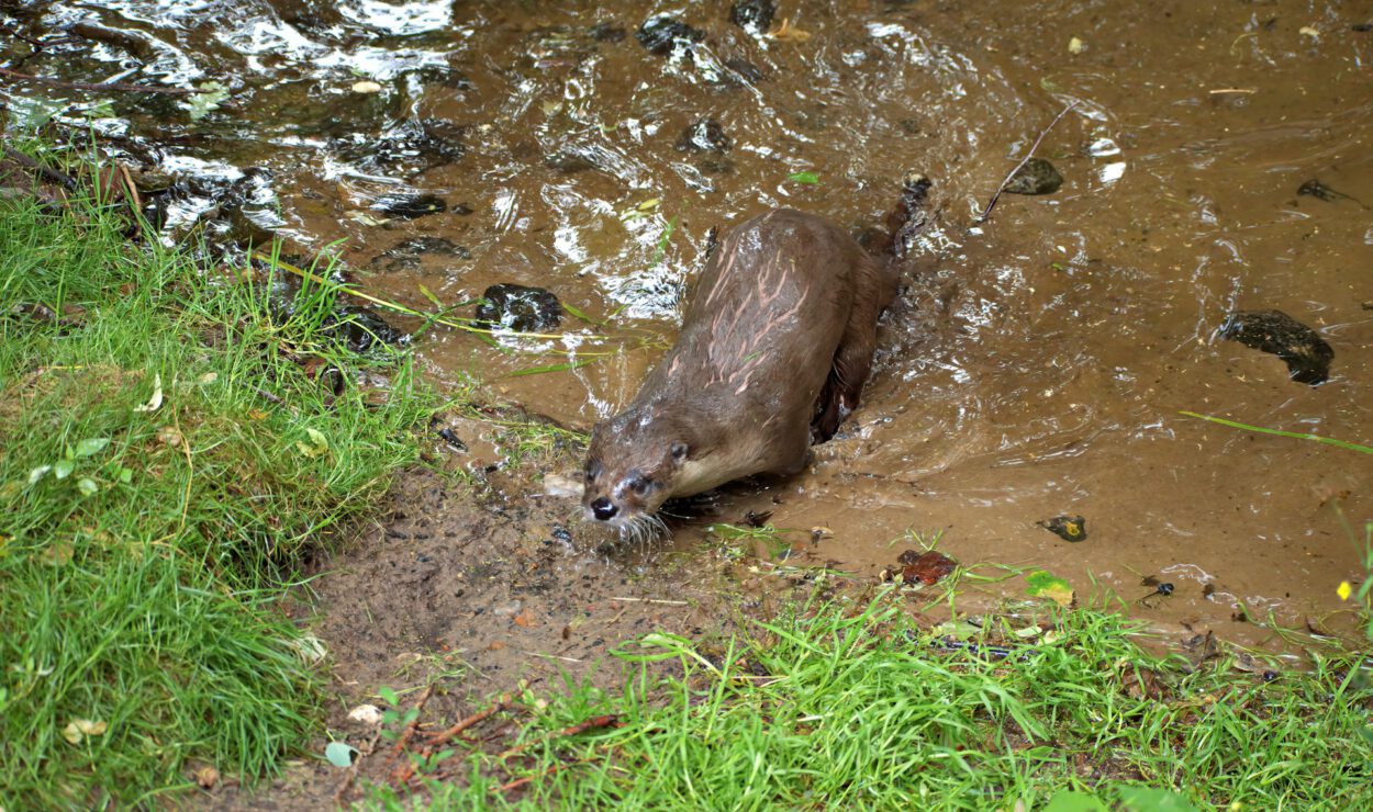 Ein brauner Otter taucht aus dem schlammigen Wasser auf eine grasbewachsene Bank.