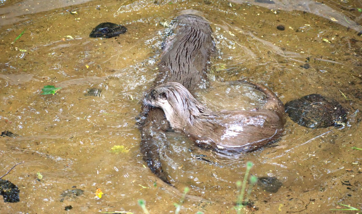 Zwei Otter schwimmen im flachen, schlammigen Wasser, teilweise untergetaucht und interagieren miteinander. Im Wasser sind Felsen und kleine Pflanzen zu sehen.