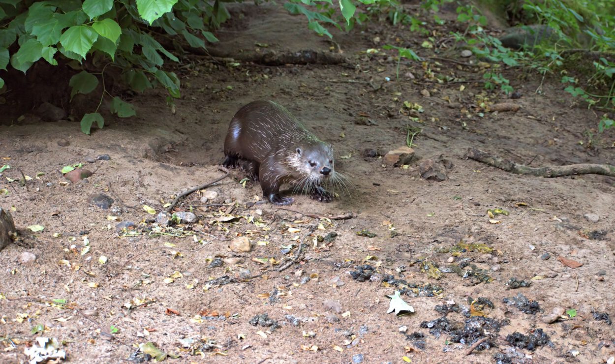 Ein Otter steht auf einem schlammigen, mit Blättern übersäten Boden mit grünem Laub über ihm und verstreuten Exkrementen in der Nähe.