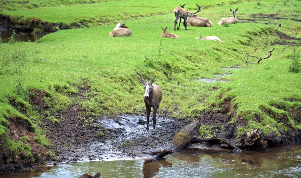 Eine Gruppe von Hirschen ruht sich im grünen Gras in der Nähe eines Baches aus, während ein Hirsch allein am schlammigen Ufer im Vordergrund steht.