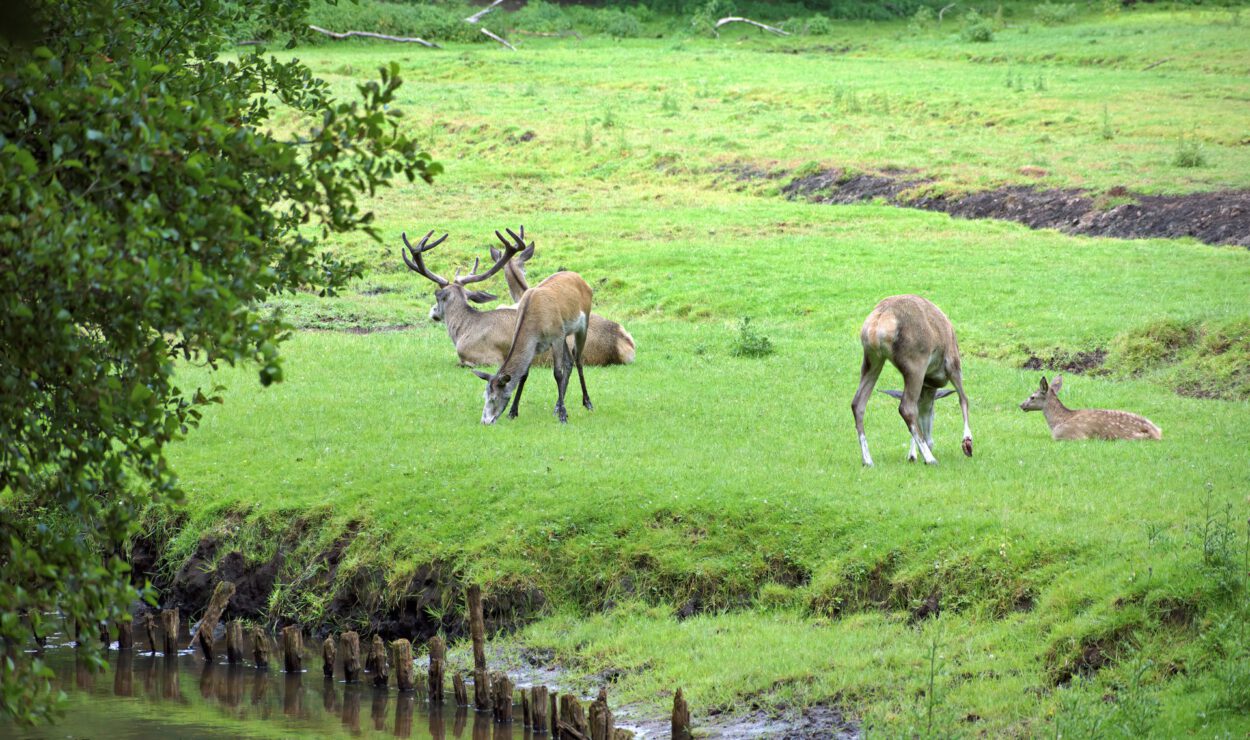 Drei Rehe grasen und ruhen auf einer Wiese in der Nähe eines kleinen Gewässers, mit Bäumen und Grünzeug im Hintergrund.