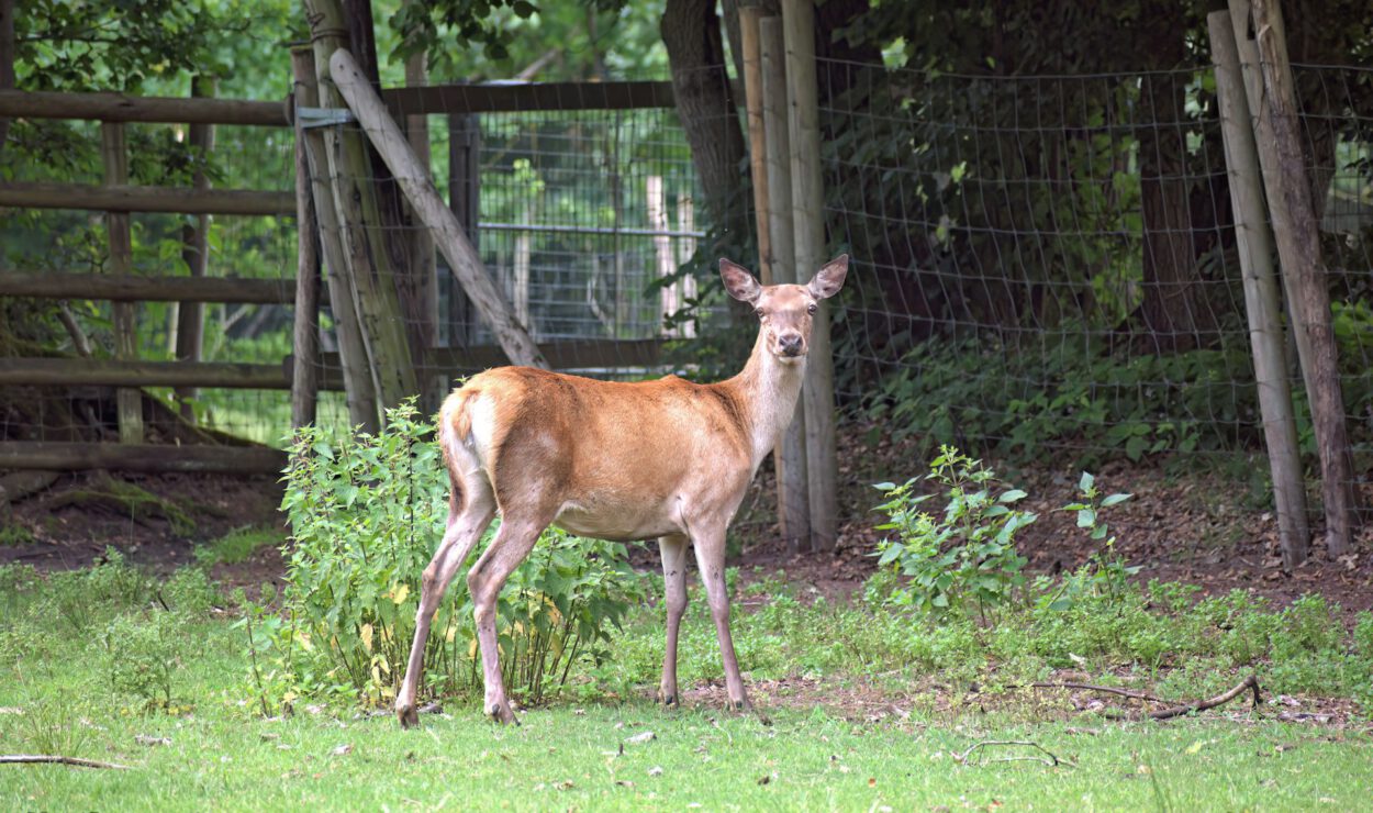 Ein einzelnes Reh steht im Gras in der Nähe eines Drahtzauns und von Bäumen und schaut in einem teilweise bewaldeten Gebiet in Richtung der Kamera.