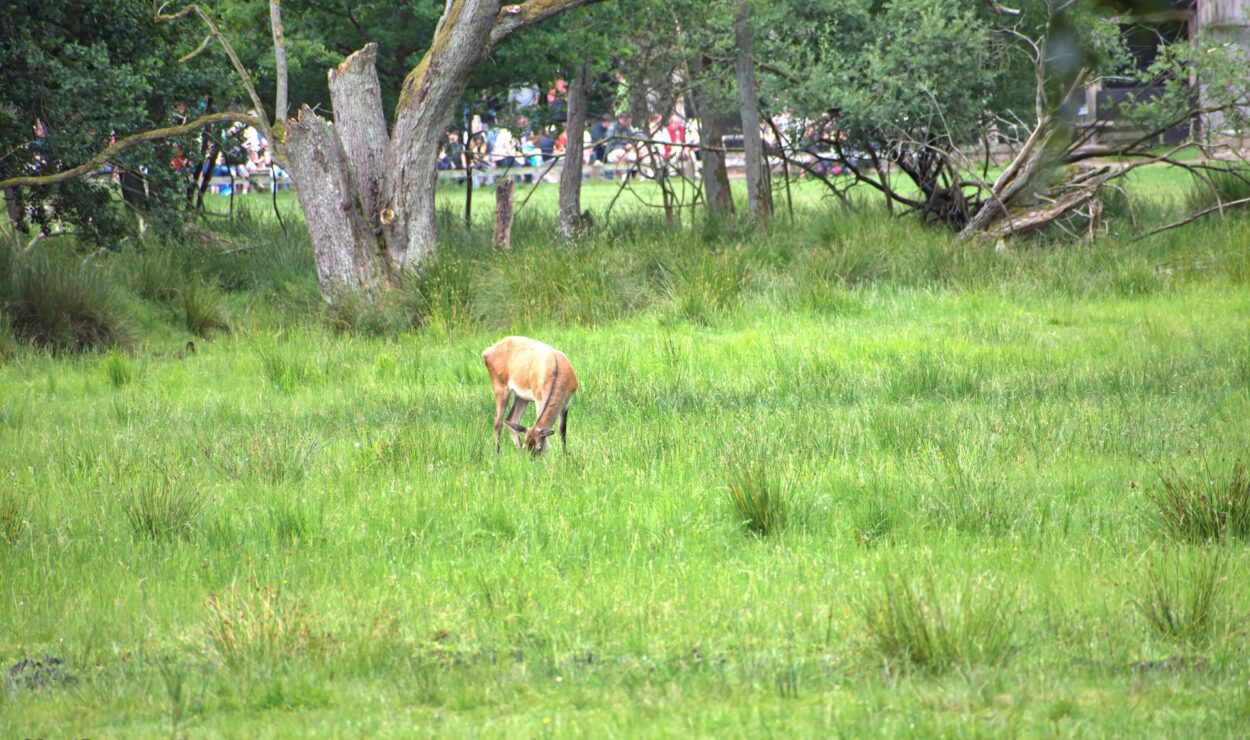 Ein Hirsch grast auf grünem Gras auf einer Lichtung mit Bäumen im Hintergrund; in der Ferne sind Menschen hinter einem Holzzaun zu sehen.
