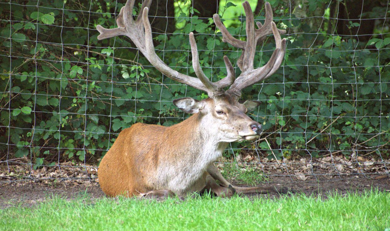 Ein großer Hirsch mit samtbedecktem Geweih liegt auf dem Boden in der Nähe eines Drahtzauns, mit grünem Laub im Hintergrund.