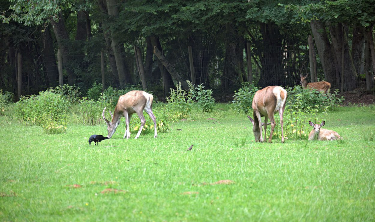 Drei Rehe grasen und ruhen sich auf einer Wiese in der Nähe eines Waldes aus, in der Nähe sind ein schwarzer und ein kleiner brauner Vogel.