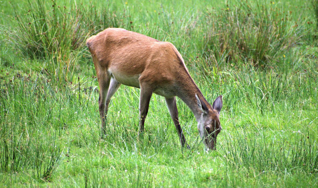 Ein Hirsch steht mit gesenktem Kopf auf einer Wiese und grast. Hohes grünes Gras und einige Wildpflanzen umgeben das Tier.
