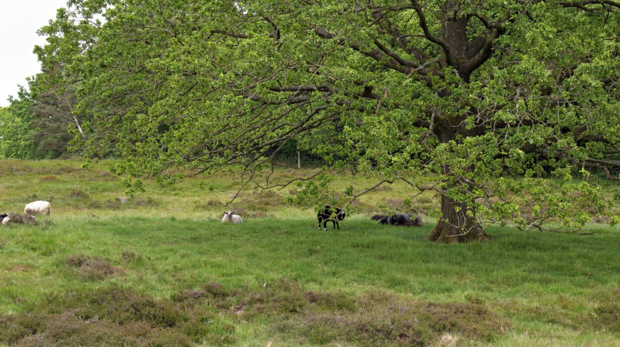 Schafe grasen und ruhen sich an einem bewölkten Tag unter einem großen, belaubten Baum auf einer Wiese aus.