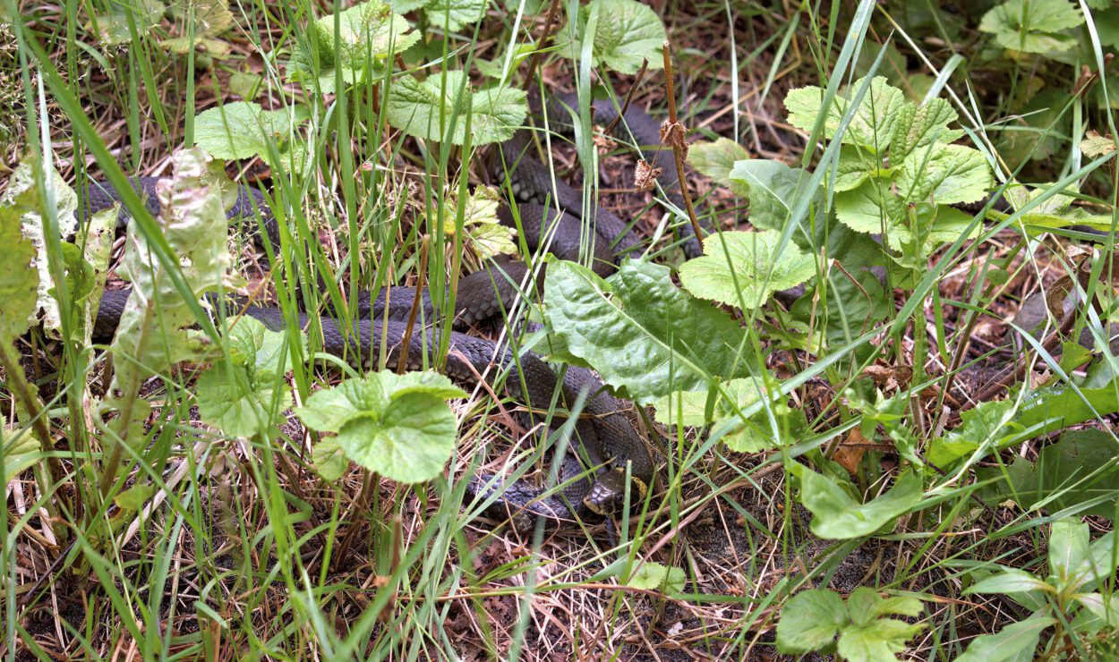 Eine schwarze Schlange ist zwischen grünem Gras und Blattpflanzen auf dem Boden getarnt.