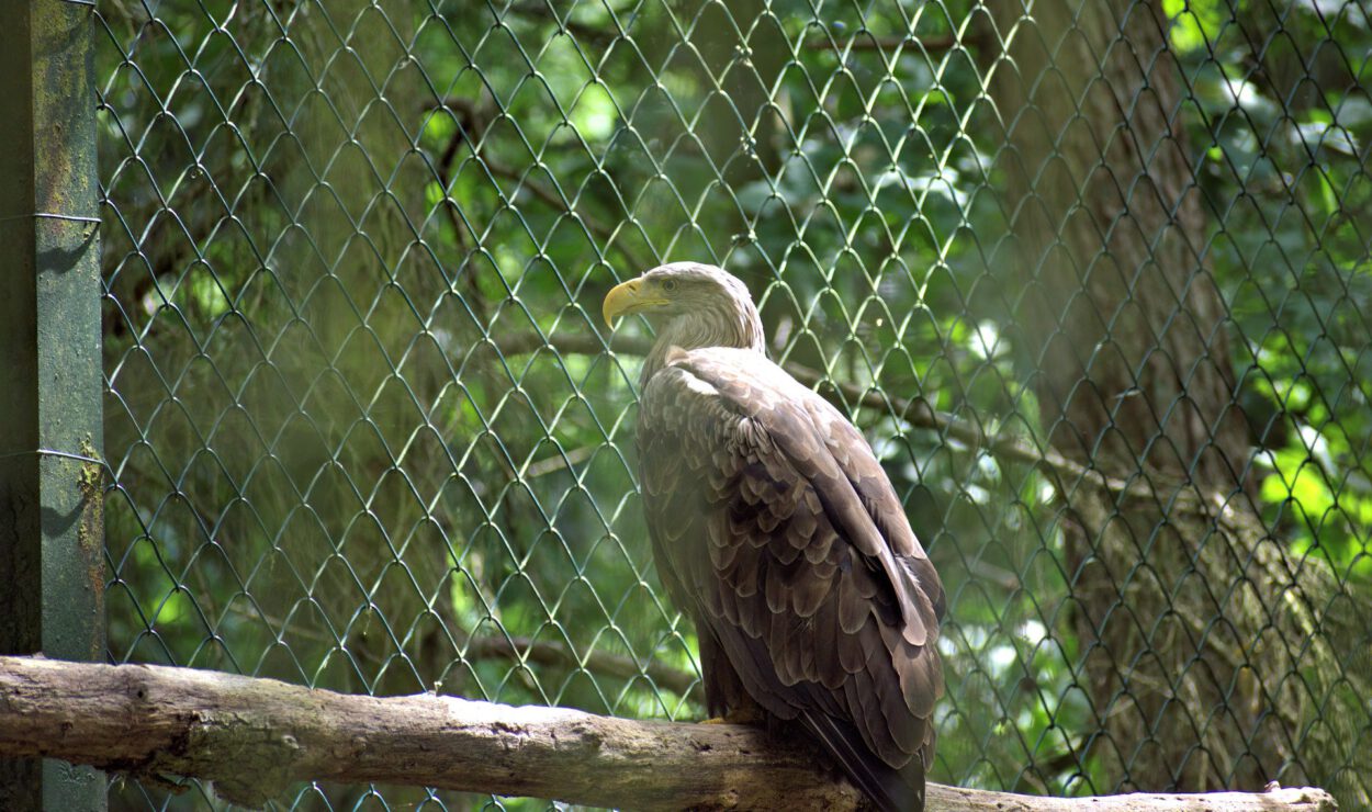 Ein großer brauner Adler sitzt auf einem Ast innerhalb eines Geheges mit einem Maschendrahtzaun und grünem Laub im Hintergrund.