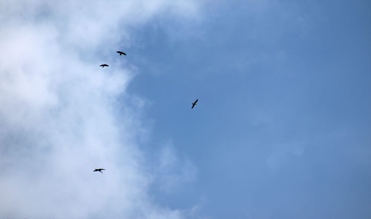 Vier Vögel fliegen durch einen teilweise bewölkten blauen Himmel.