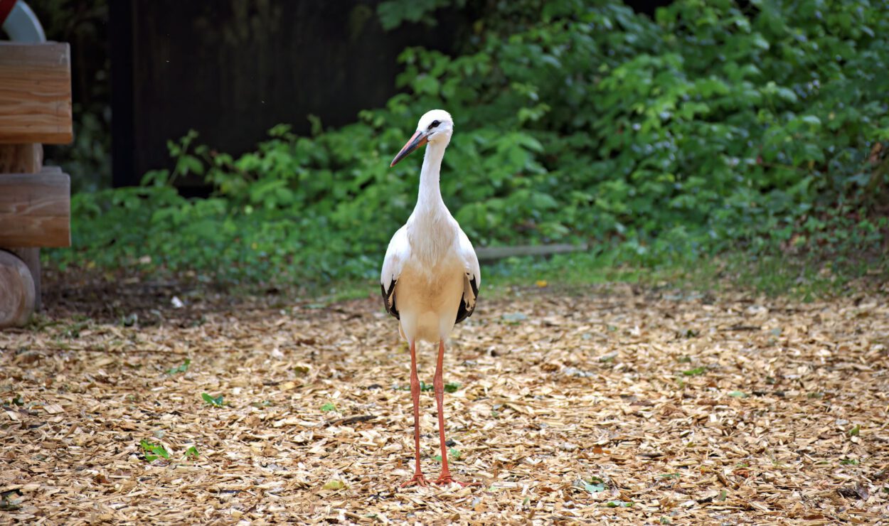 Ein Weißstorch mit schwarzen Flügelfedern steht auf Holzspänen in einem Außenbereich mit grünem Laub im Hintergrund.