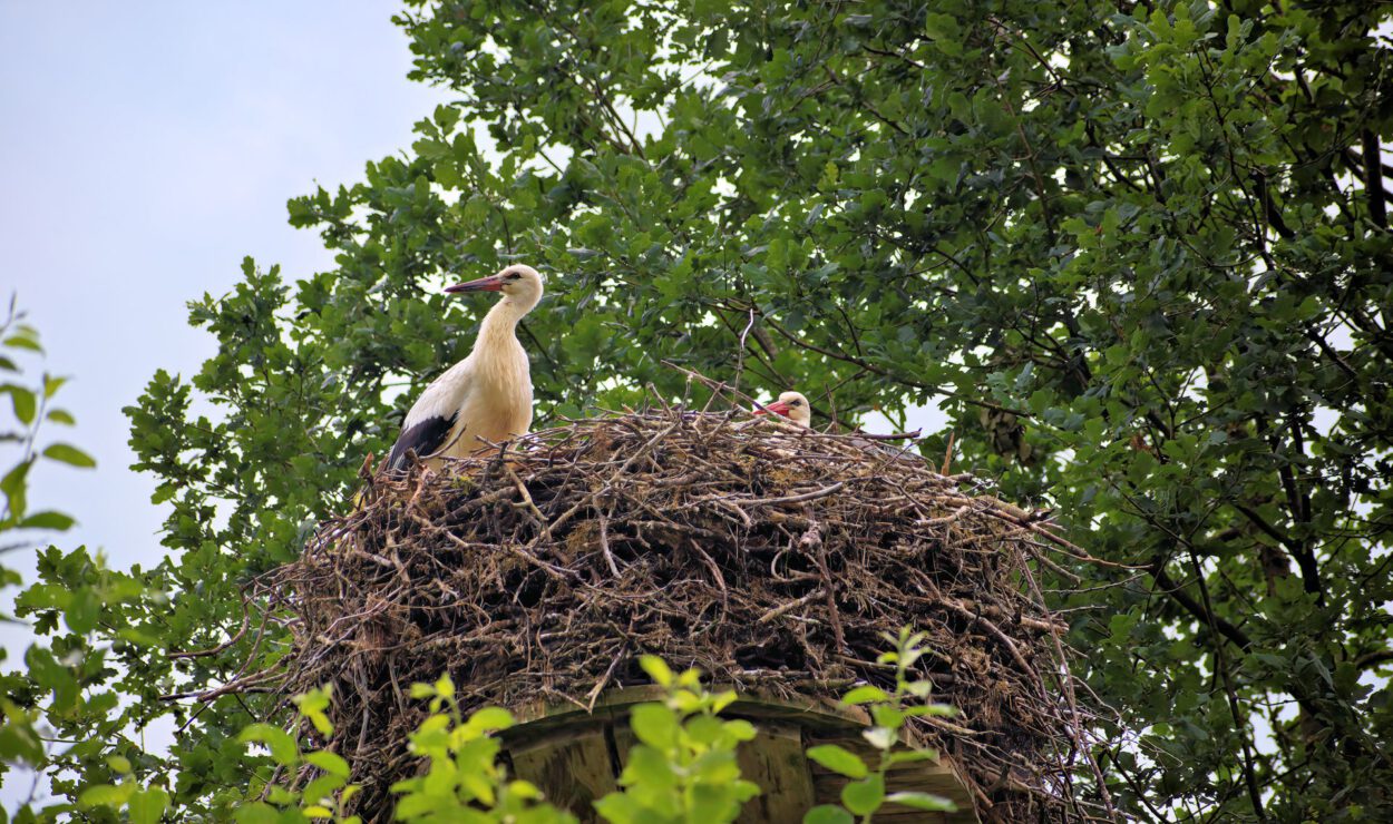 Ein Storch steht auf einem großen Nest aus Zweigen auf einer Holzplattform, umgeben von grünen, belaubten Bäumen.