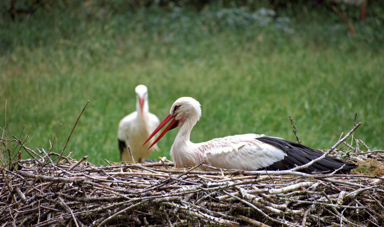 Ein Weißstorch mit rotem Schnabel sitzt auf einem Nest aus Stöcken, während ein anderer Storch im grasbewachsenen Hintergrund steht.