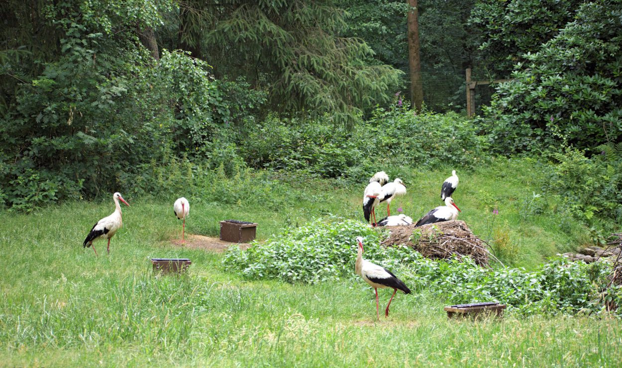 Eine Gruppe von Weißstörchen steht und geht auf einer grasbewachsenen Lichtung, die von dichten grünen Bäumen und Sträuchern umgeben ist.