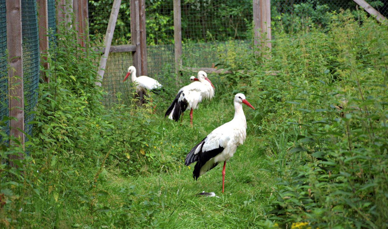 Vier Weißstörche mit schwarzen Flügeln und roten Schnäbeln stehen auf Gras in einem eingezäunten Außengehege mit grüner Vegetation.