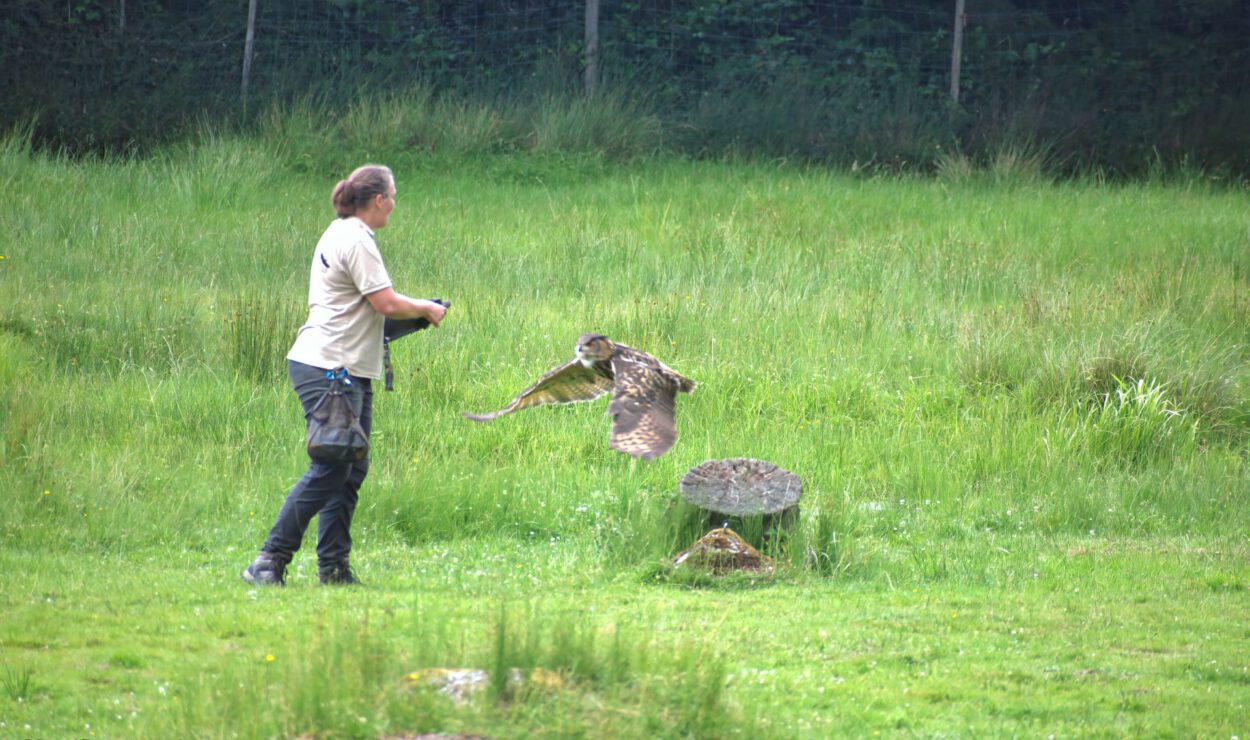Eine Person, die auf einer Wiese steht, lässt eine Eule in den Flug frei, was wie eine Vogelvorführung oder ein Training aussieht.