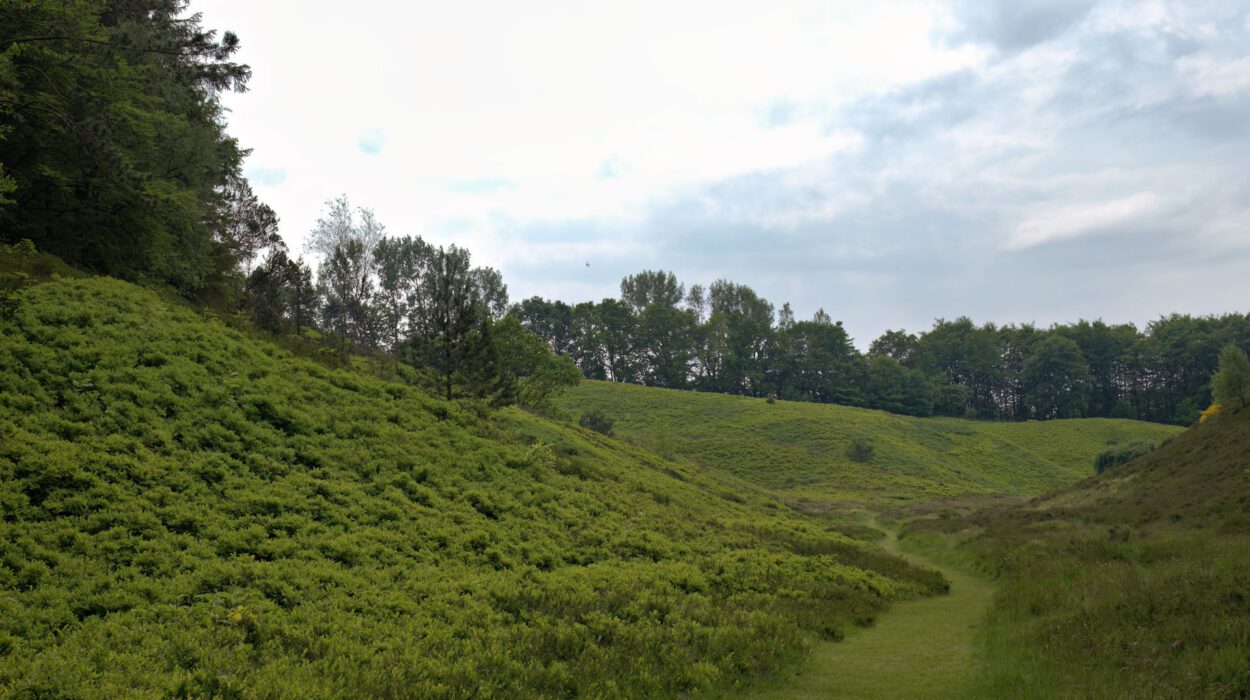 Ein grasbewachsener Weg schlängelt sich durch grüne Hügel mit vereinzelten Bäumen unter einem bewölkten Himmel.
