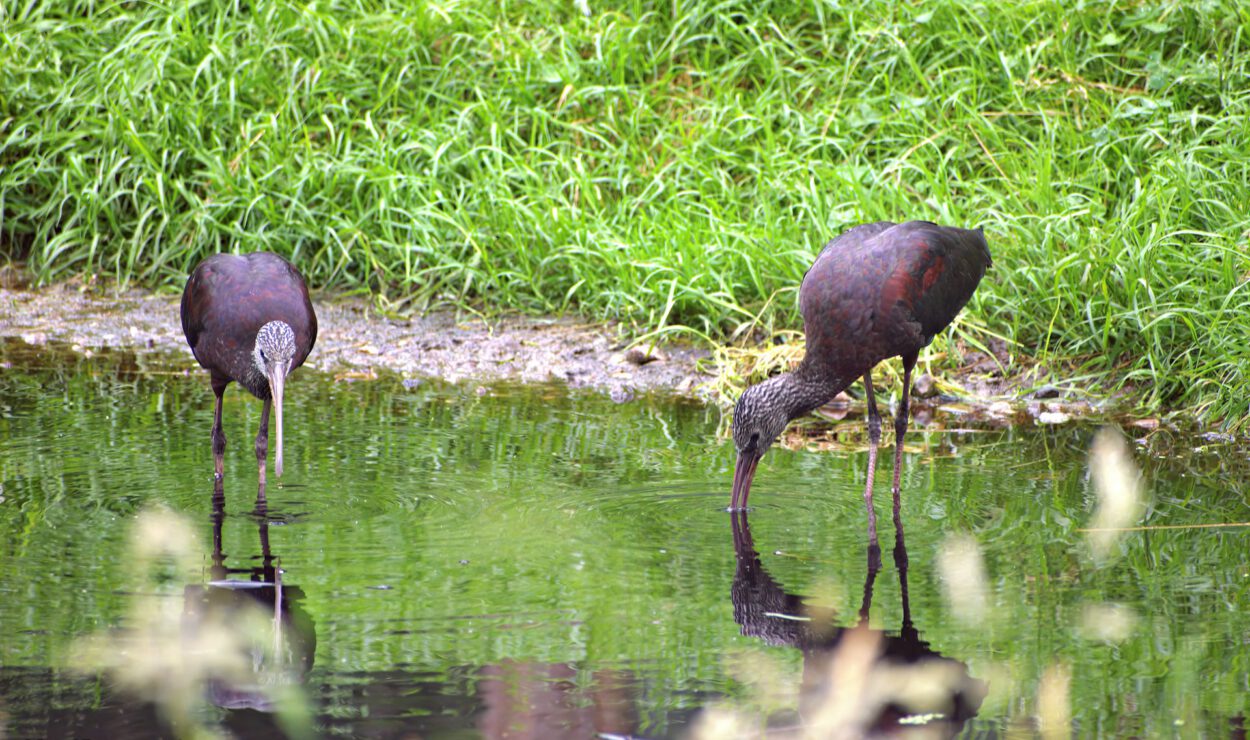 Zwei dunkel gefiederte Vögel stehen am Rande eines grasbewachsenen Teiches, die Köpfe zum Wasser gesenkt, während sie nach Nahrung suchen.