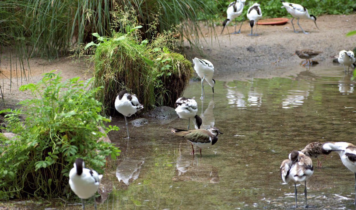 Eine Gruppe von schwarz-weißen Watvögeln steht im flachen Wasser in der Nähe von Grünpflanzen und frisst.