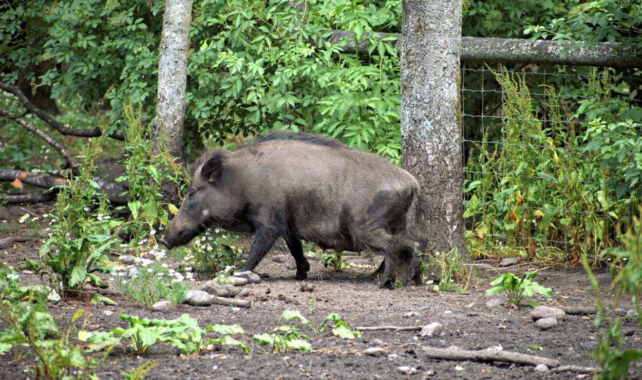 Ein Wildschwein läuft auf unbefestigtem Boden in einem Waldgebiet, umgeben von grünem Laub und Bäumen, mit einem Drahtzaun im Hintergrund.