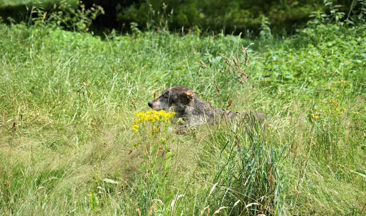 Ein Wolf liegt in hohem Gras und Wildblumen auf einer sonnenbeschienenen, grünen Wiese.