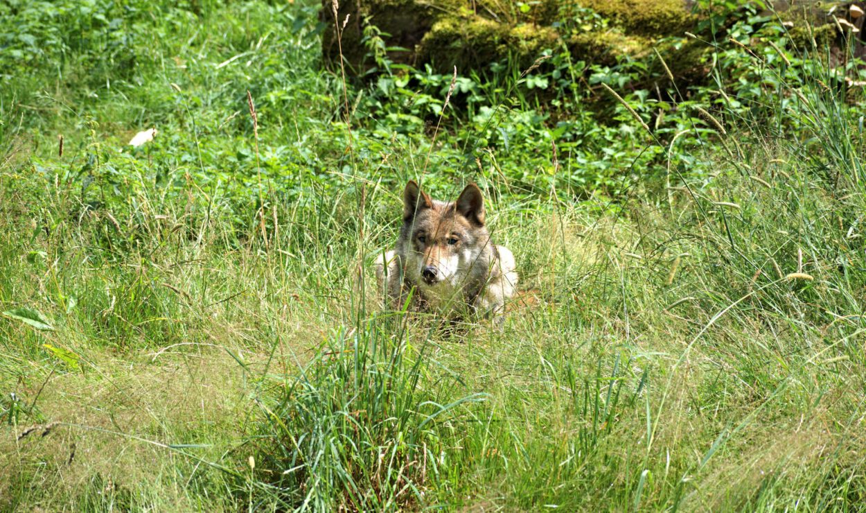 Ein Wolf liegt im hohen Gras, teilweise versteckt, mit Grünzeug und einem moosbedeckten Baumstamm im Hintergrund.