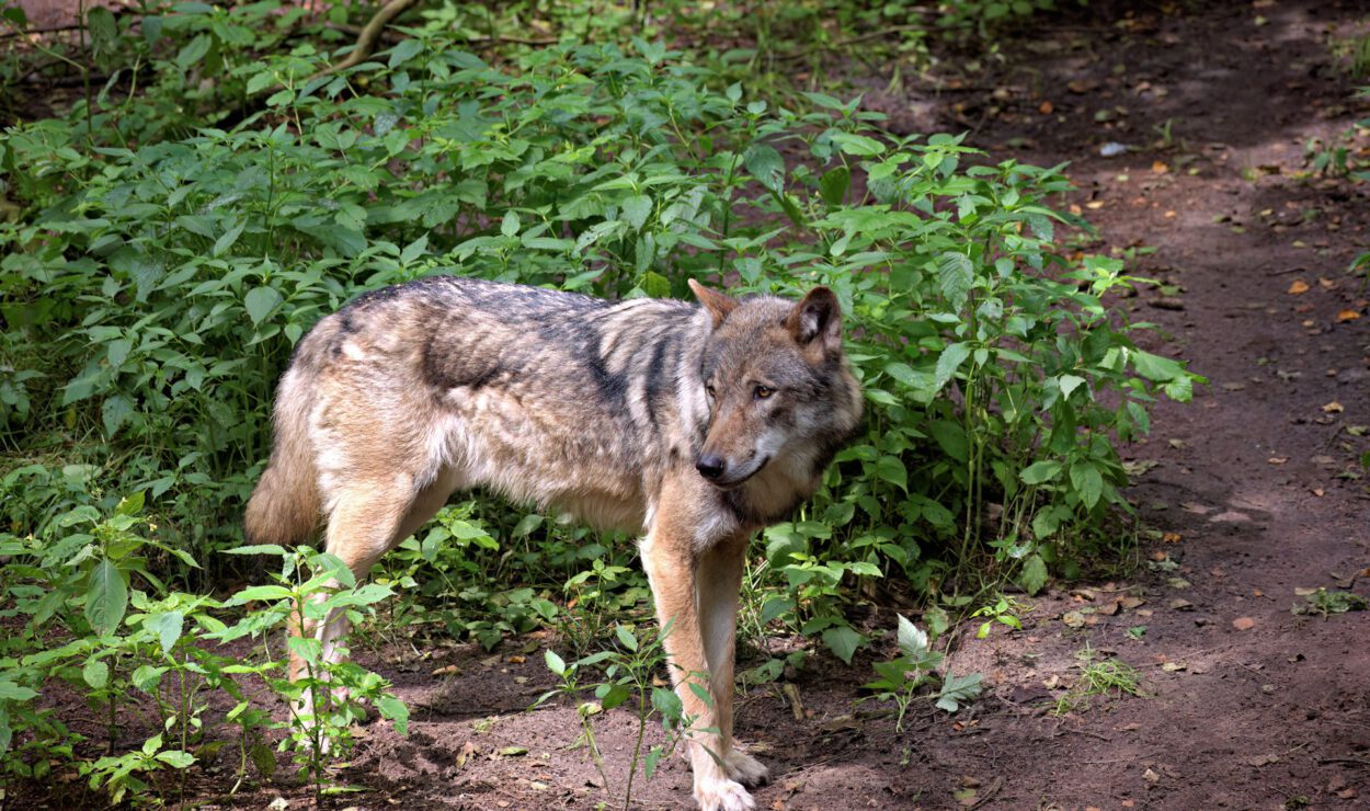 Ein einsamer grauer Wolf steht auf einem Feldweg im Wald, umgeben von grünem Laub und beleuchtet vom Sonnenlicht.
