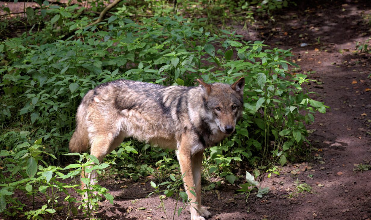 Ein Wolf steht auf einem unbefestigten Weg, umgeben von grünem Laub, und blickt in einem sonnenbeschienenen Wald in Richtung der Kamera.