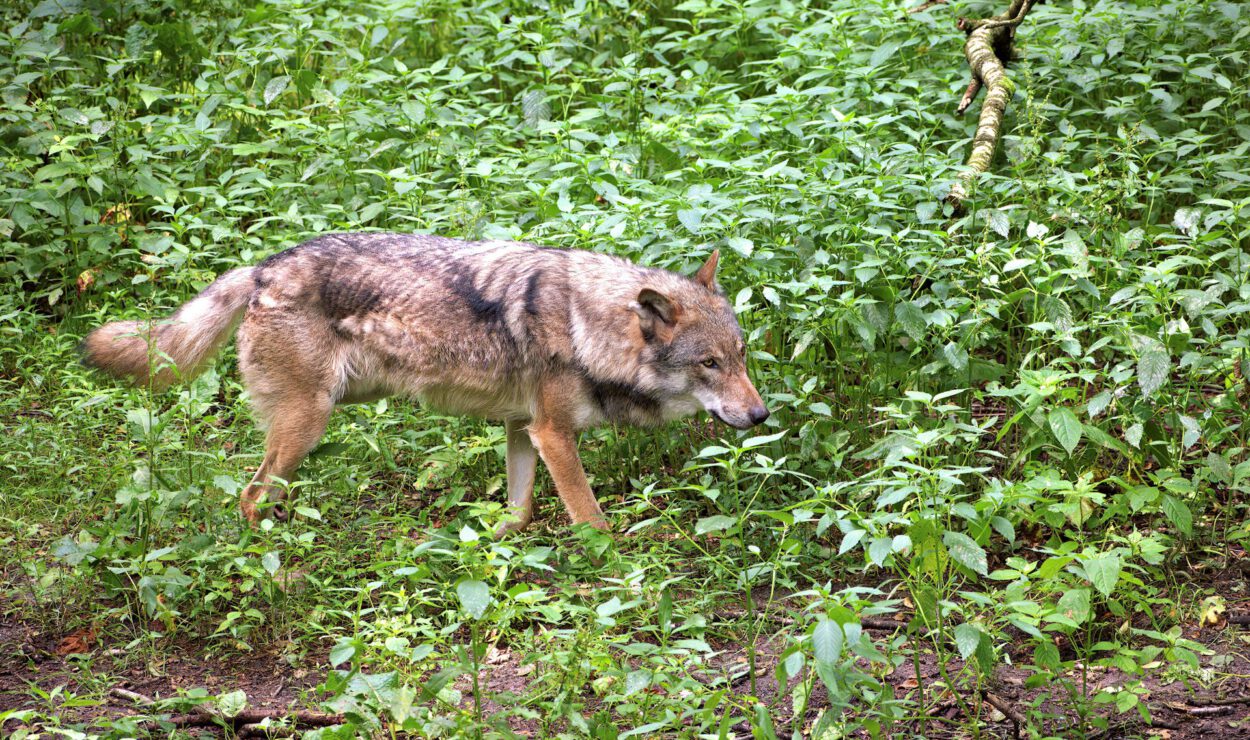 Ein Wolf mit braun-grau geflecktem Fell geht vorsichtig durch die dichte grüne Vegetation eines Waldes.